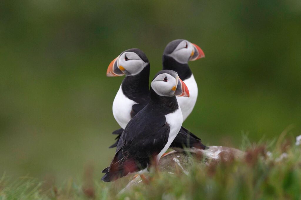 Birdwatching in Varanger