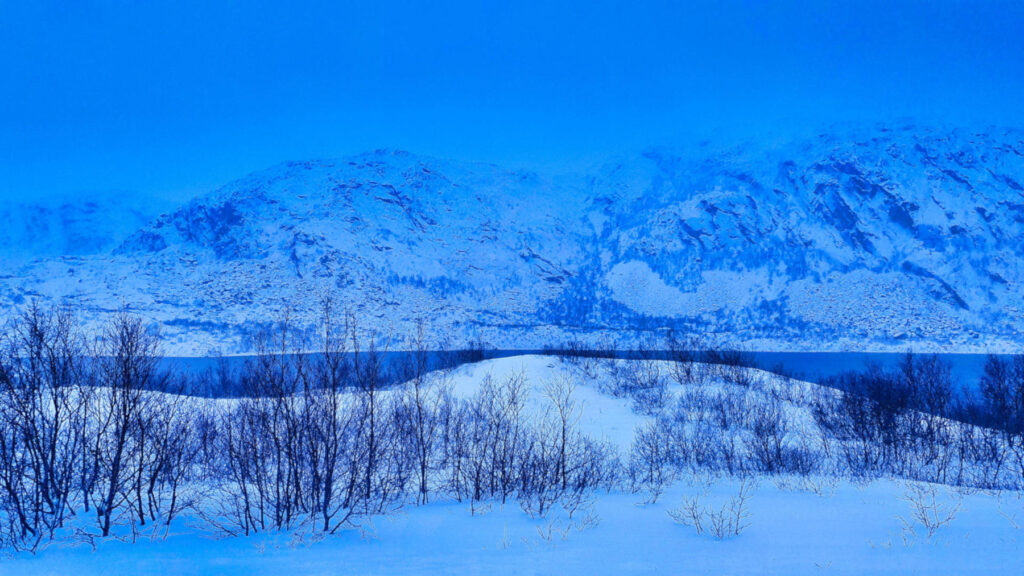 Polar blue in Varanger