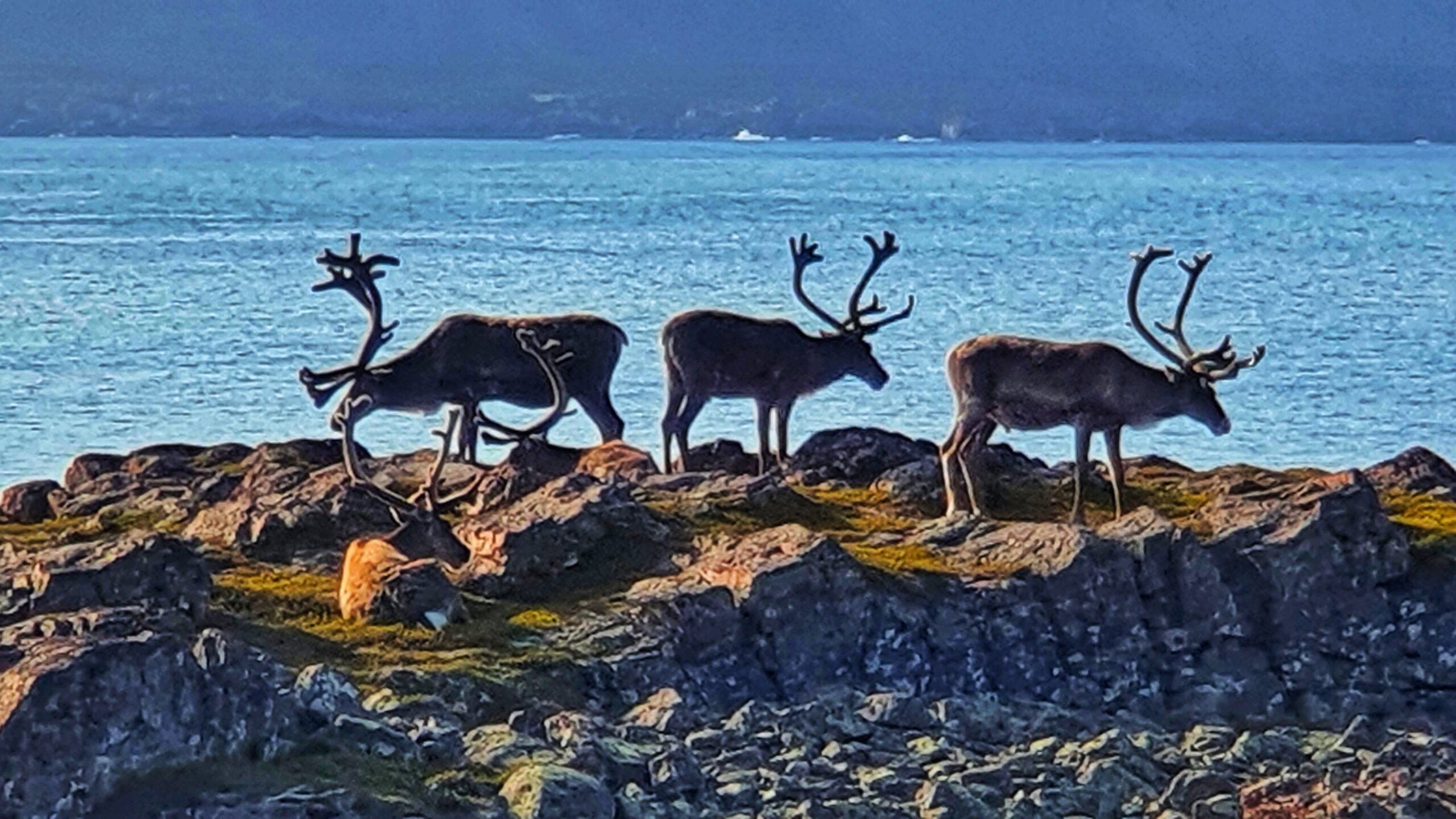 Reindeer in Hamningberg