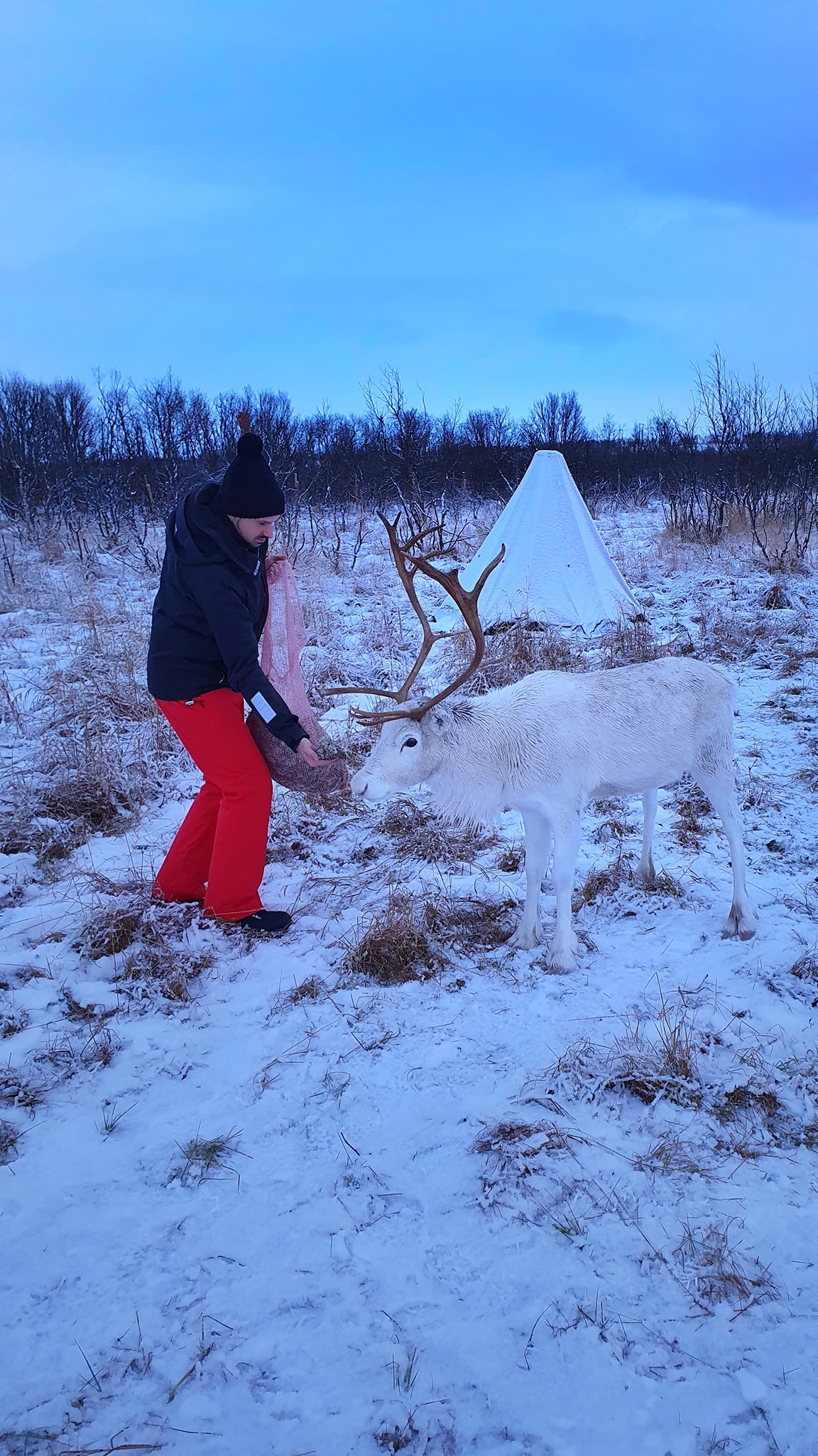 Sami reindeer farm visit
